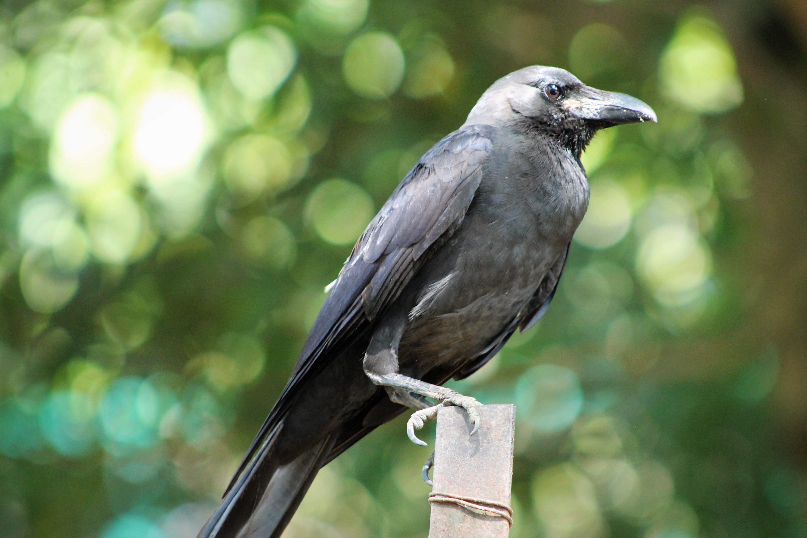 Burmese House Crow (Corvus splendens insolens)