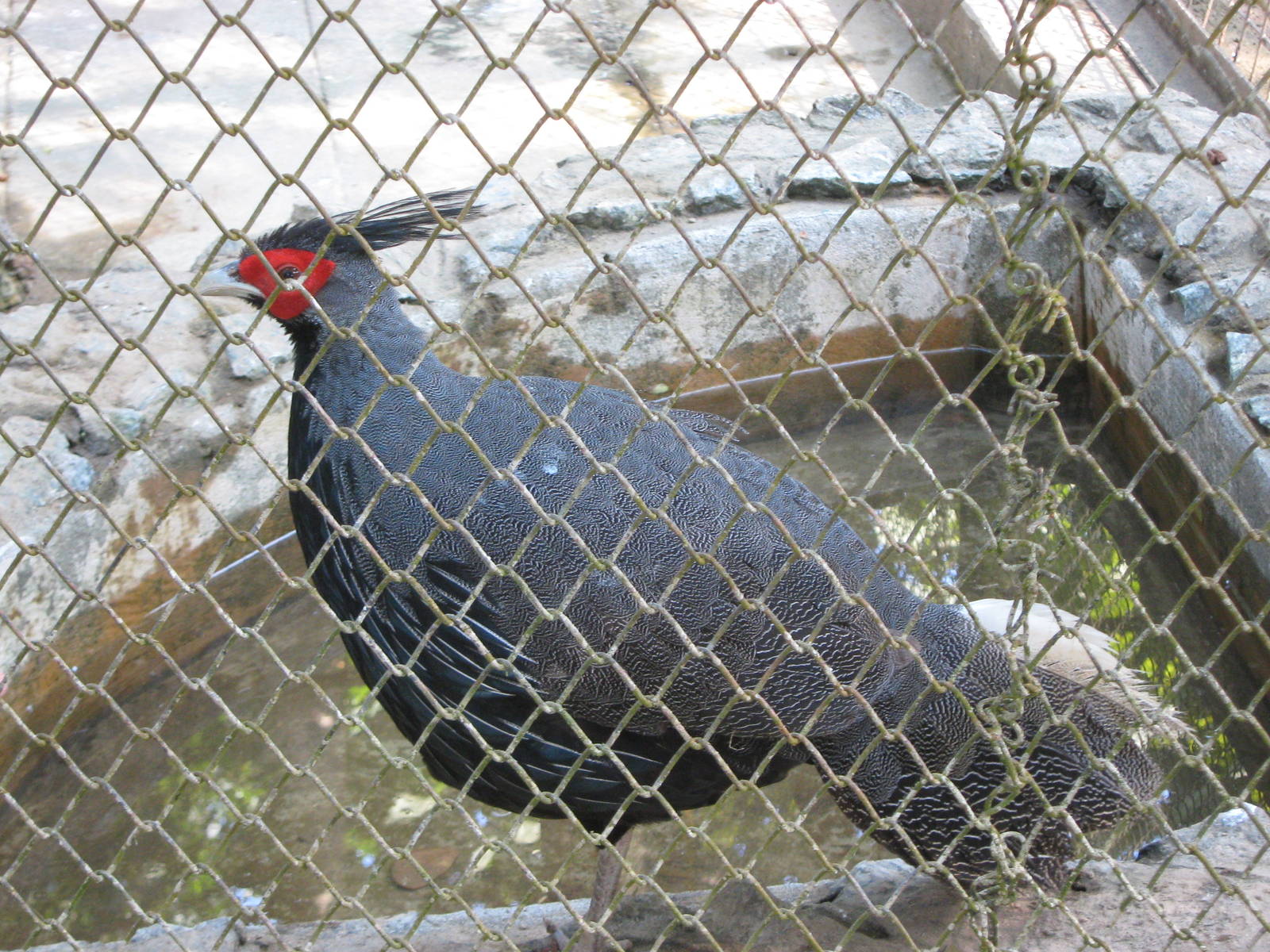 Burmese kalij pheasant