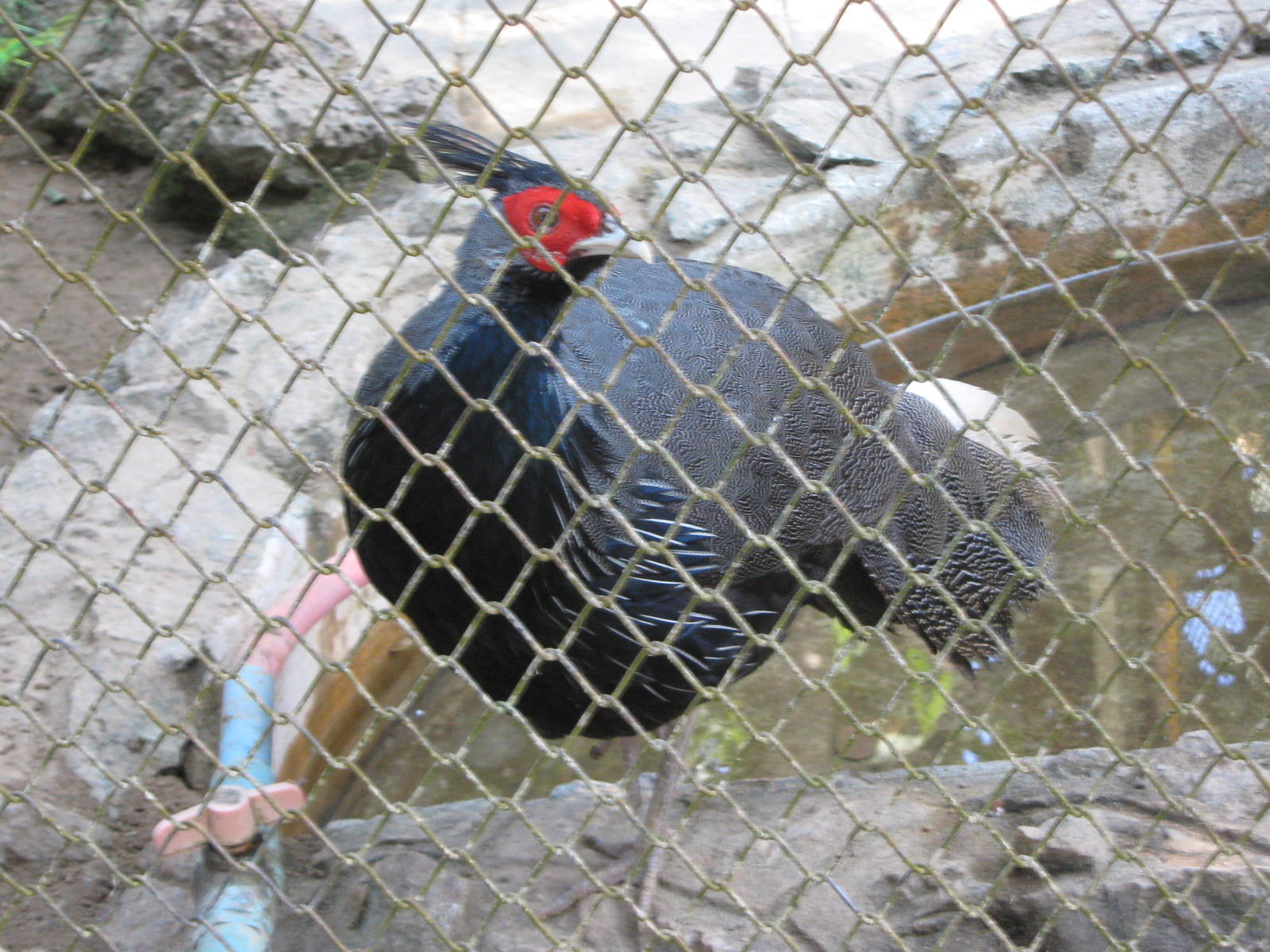 Burmese kalij pheasant