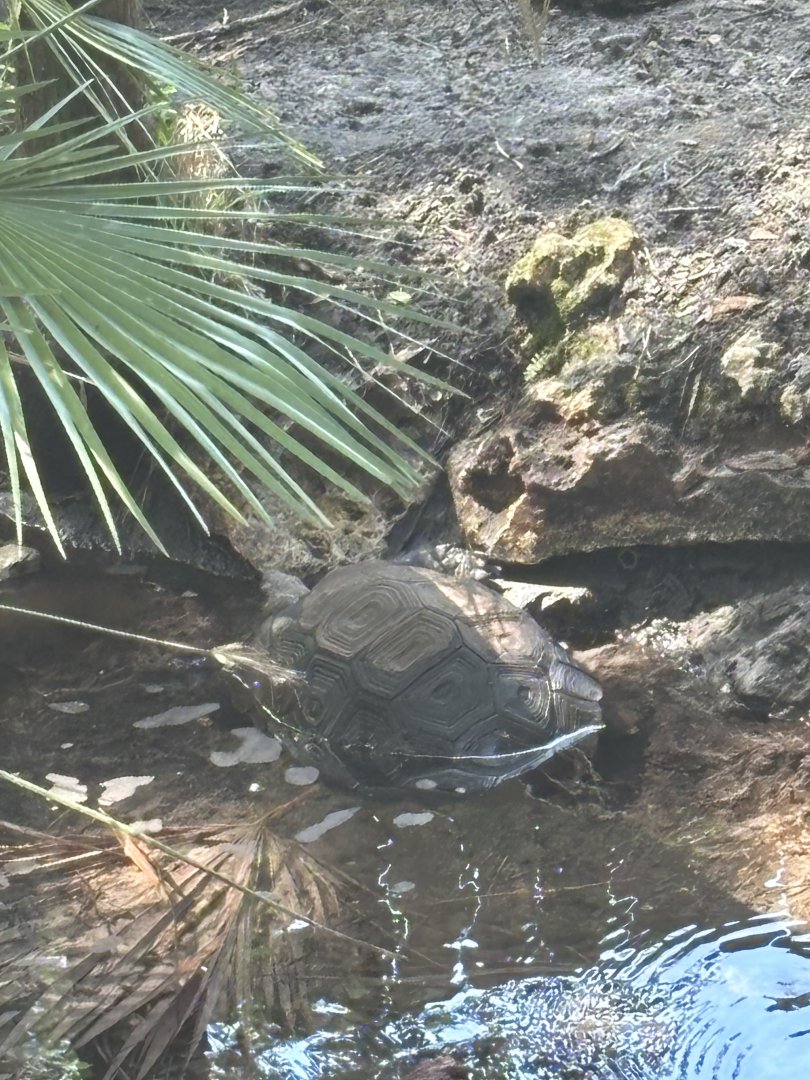 Burmese Mountain Tortoise - 5/27/2025