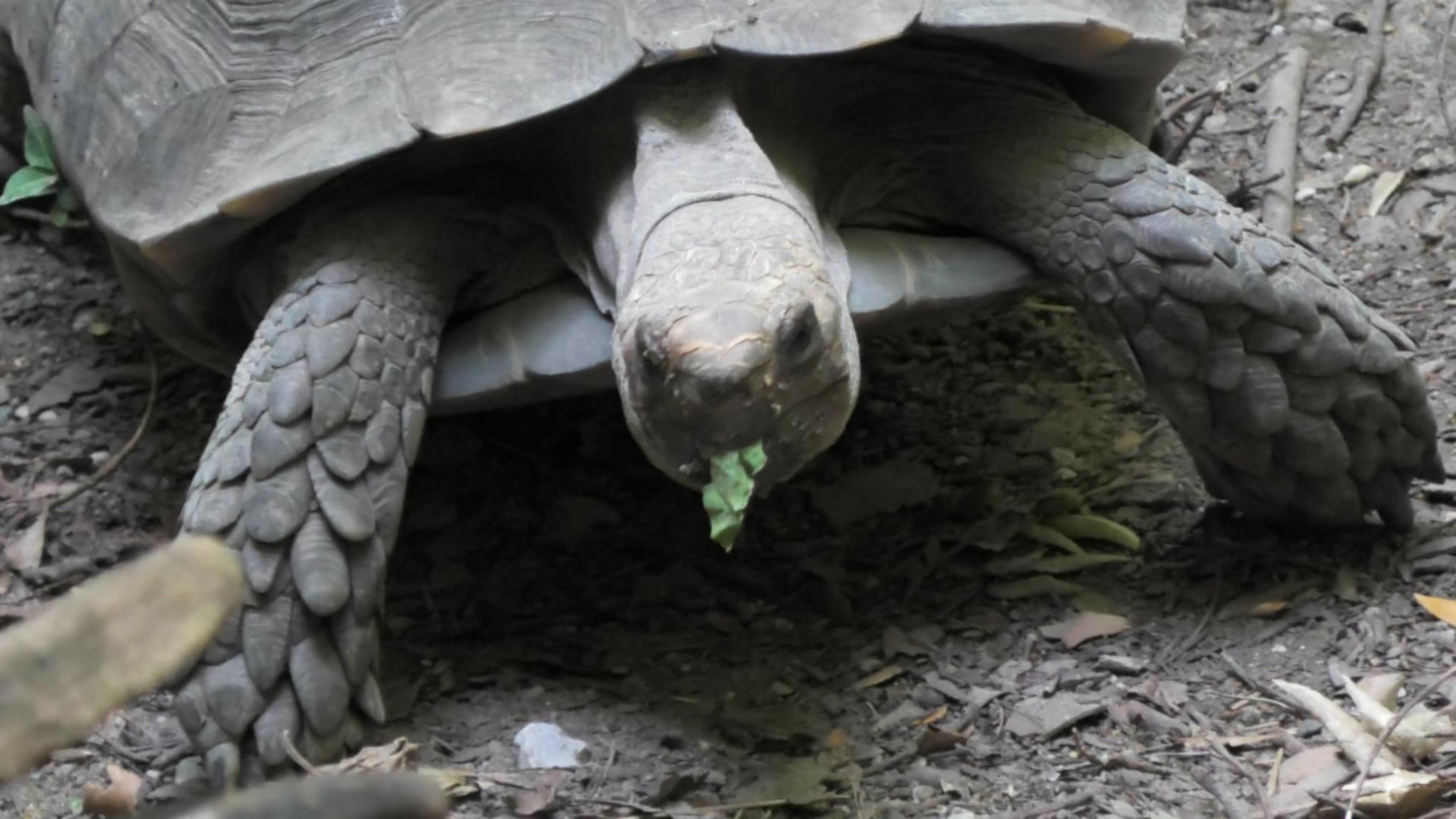Burmese mountain tortoise with a leaf in it's mouth