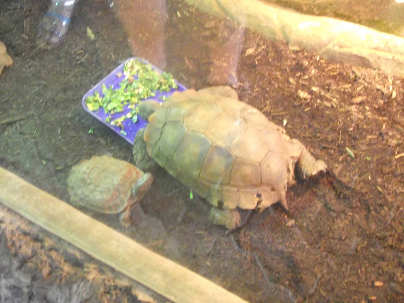 Burmese Mountain Tortoise
