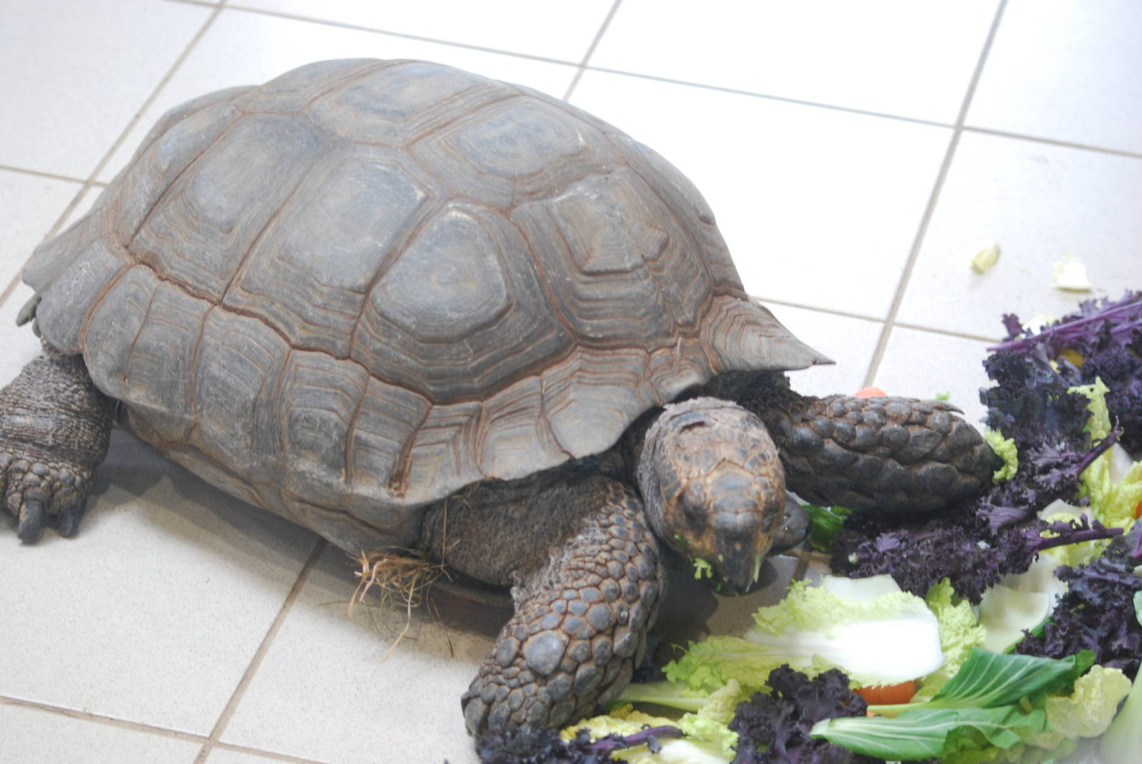 Burmese mountain tortoise