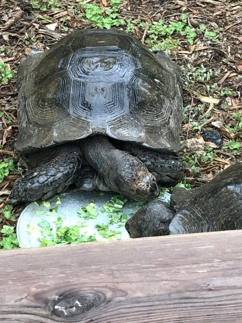 Burmese mountain tortoise