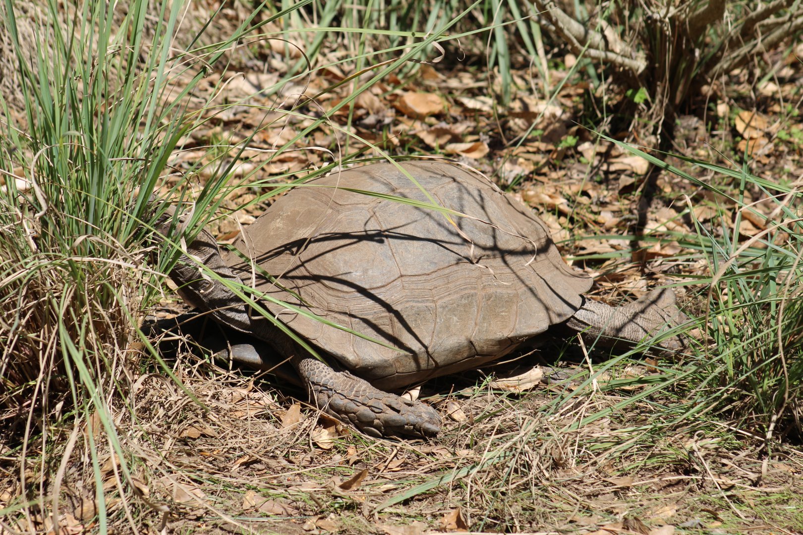 Burmese Mountain Tortoise
