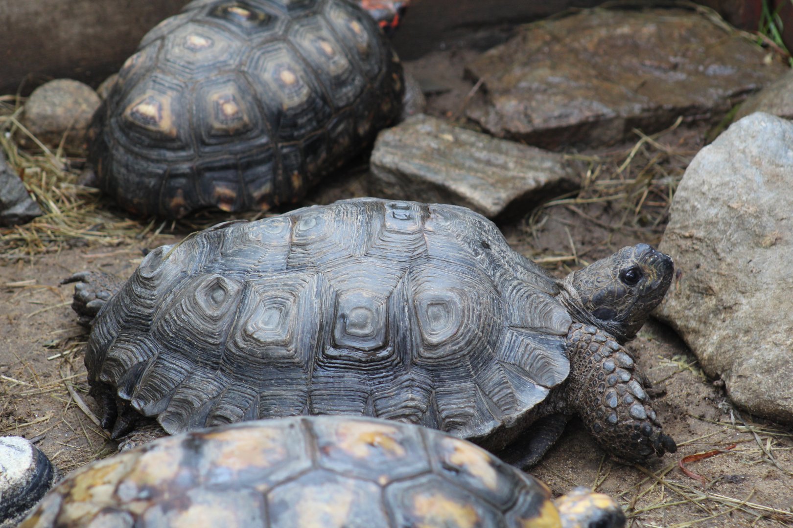 Burmese Mountain Tortoise