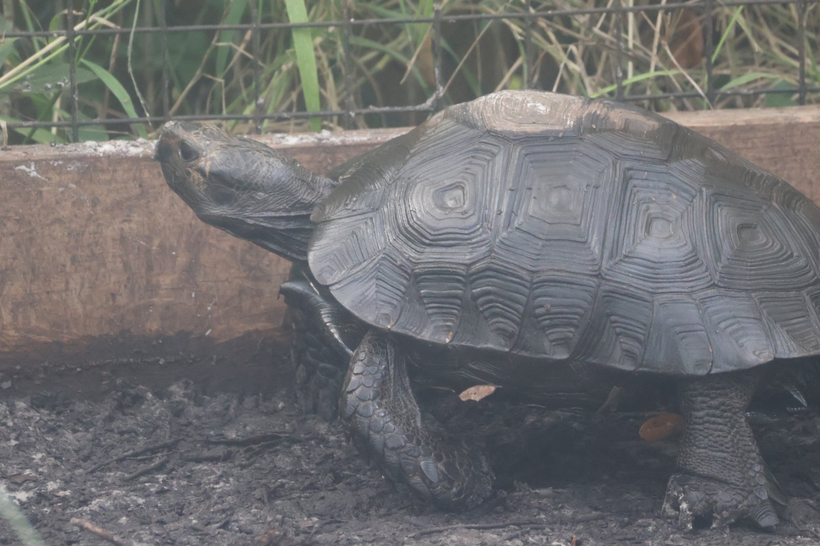 Burmese mountain tortoise