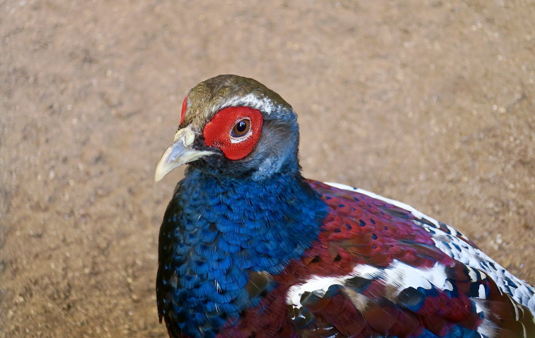 Burmese Mrs. Hume's Pheasant (Syrmaticus humiae burmanicus) male