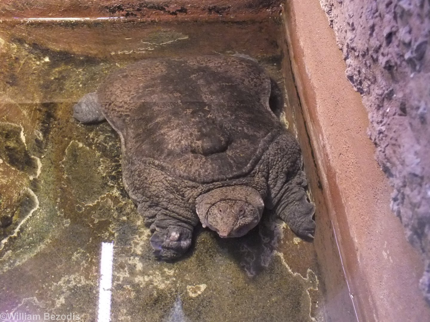 Burmese Peacock Soft-shelled Turtle - Wroclaw Zoo Terrarium