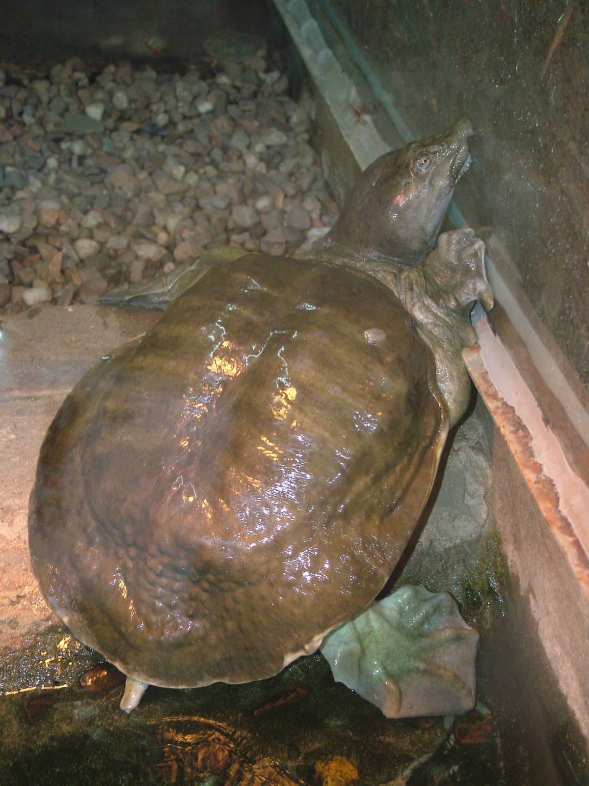 Burmese Peacock Softshell Turtle at Wroclaw Zoo Sept 2008