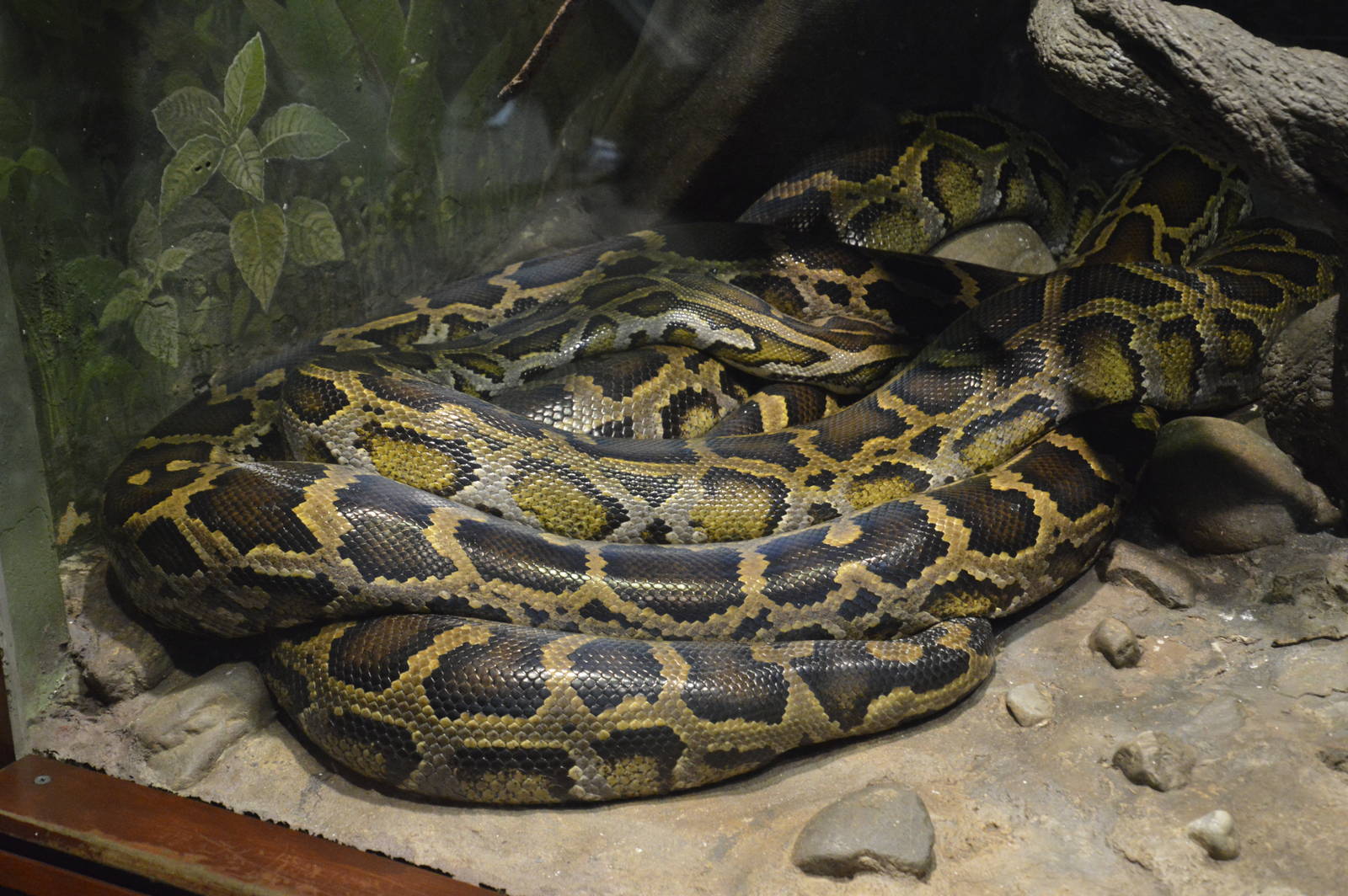Burmese Python 031215