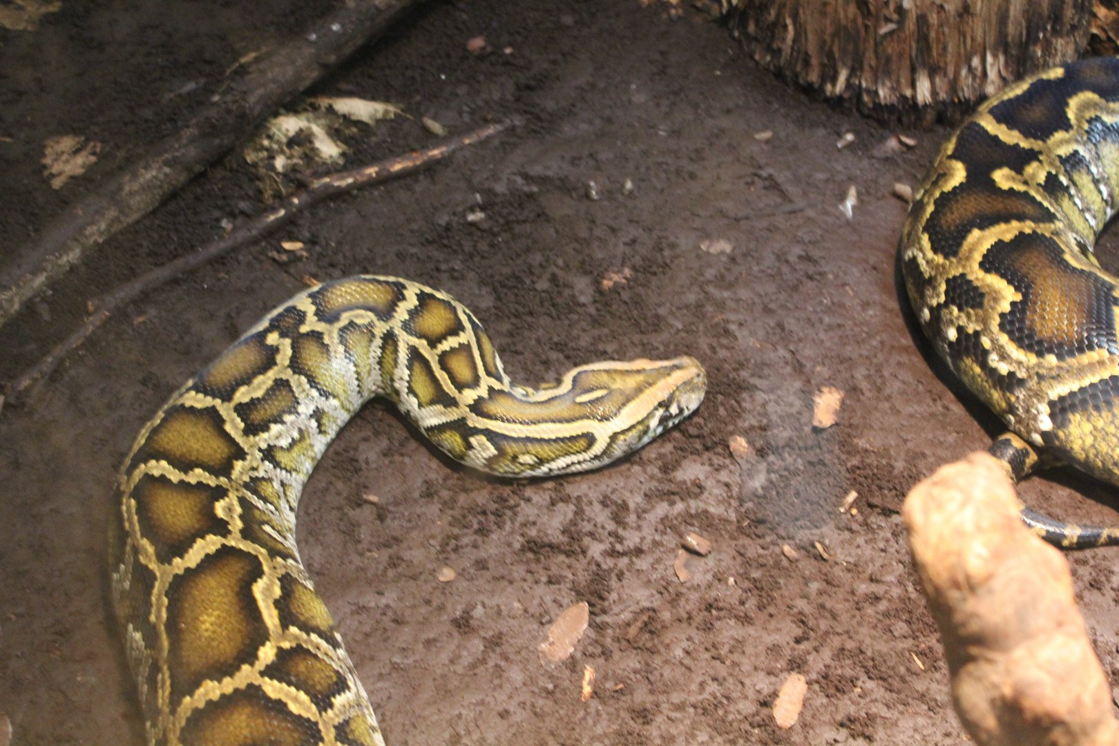 Burmese Python - 1/7/2023