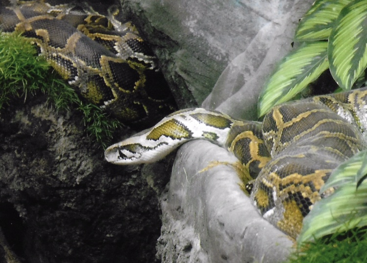 Burmese  python 2017