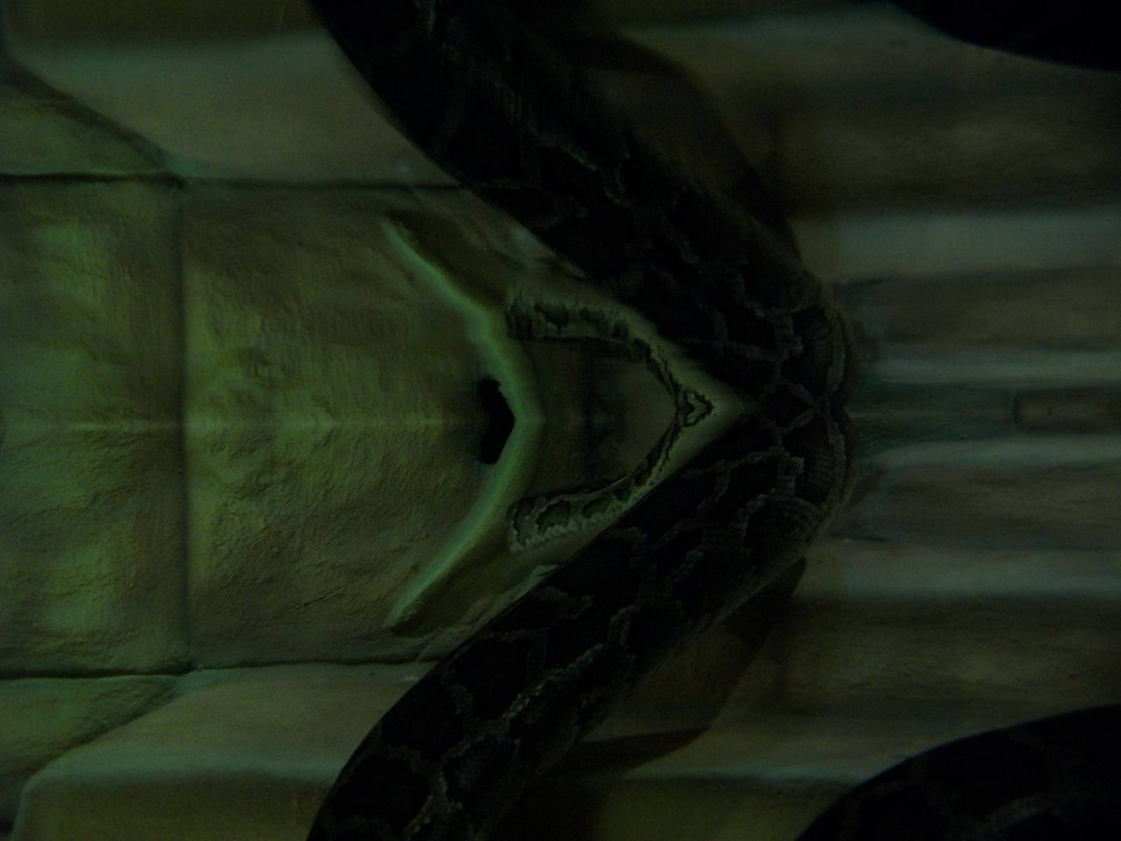 Burmese Python 22nd February 2013