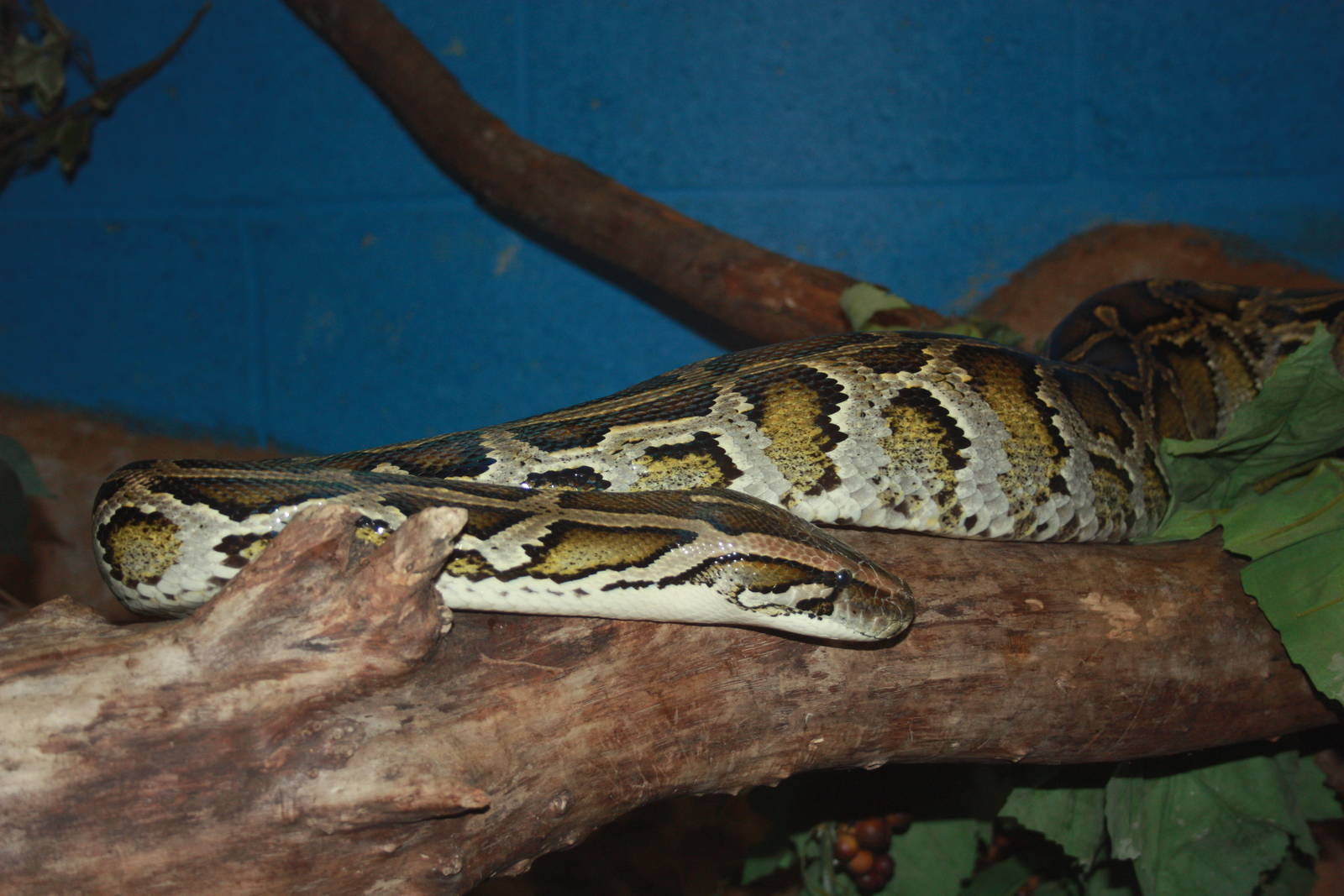 Burmese Python, 23rd September 2014