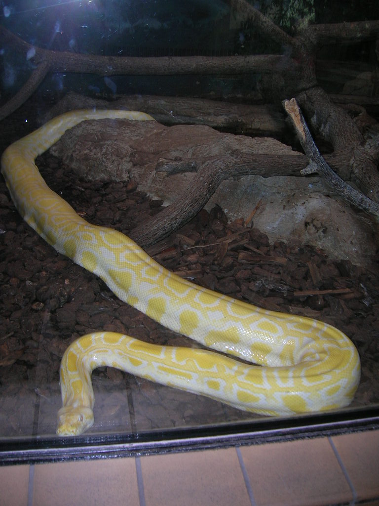 Burmese Python 5-17-10