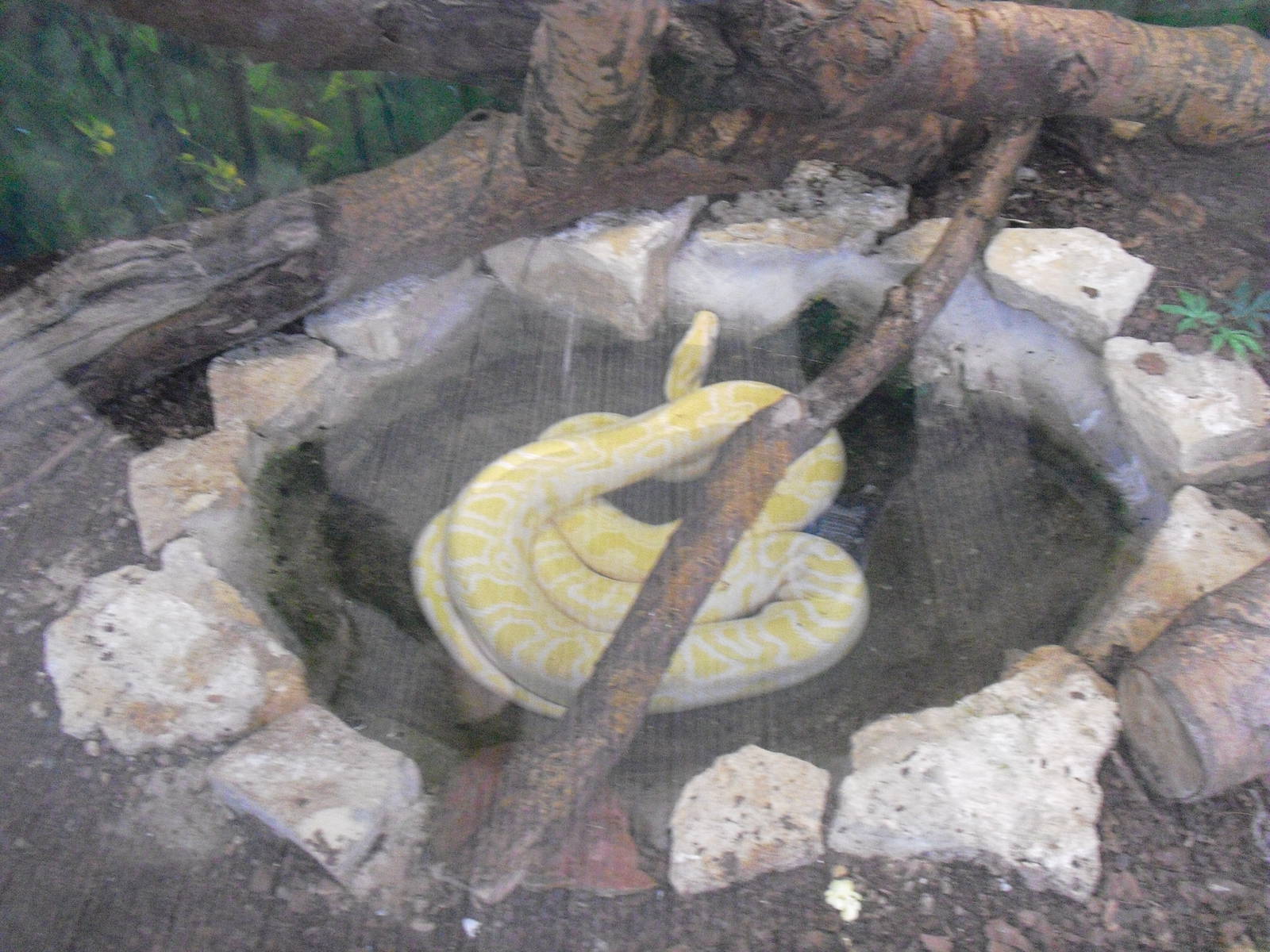 Burmese Python (Albino) - 12/10/2011