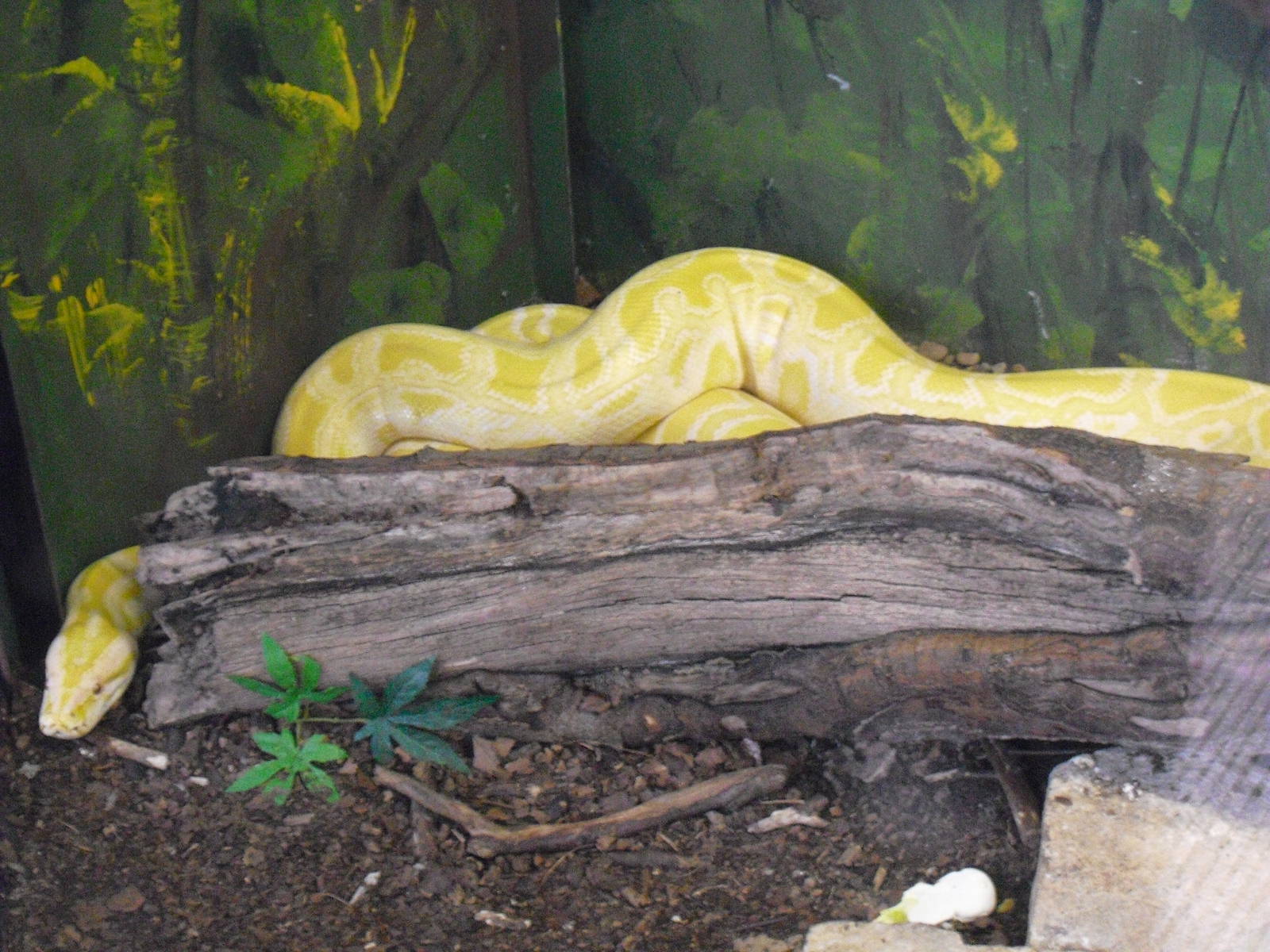 Burmese Python (Albino) - 27/10/2011