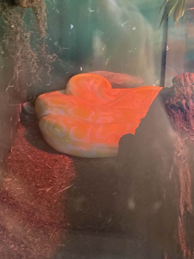 Burmese Python (albino)