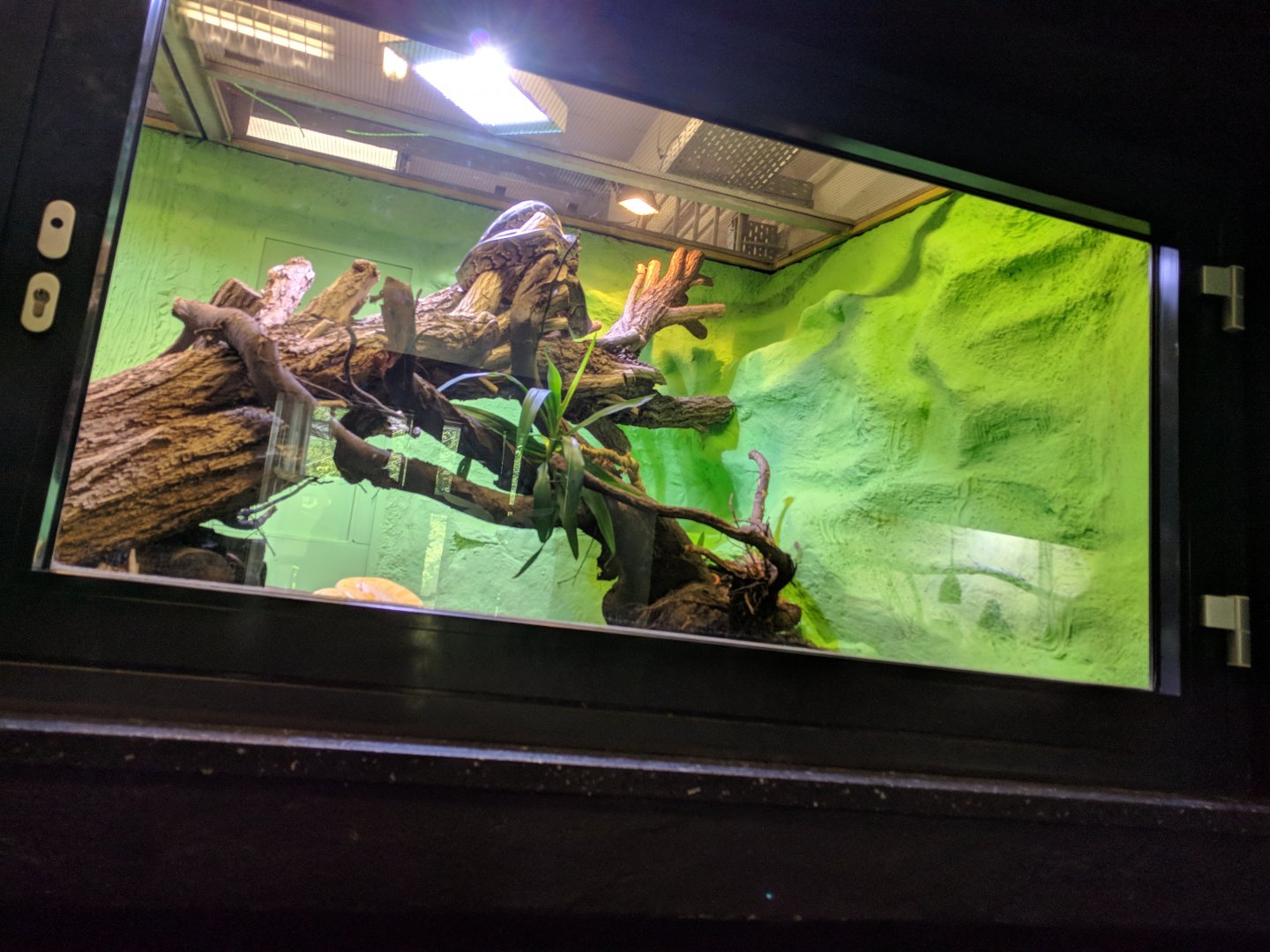 Burmese Python and yellow anaconda Enclosure