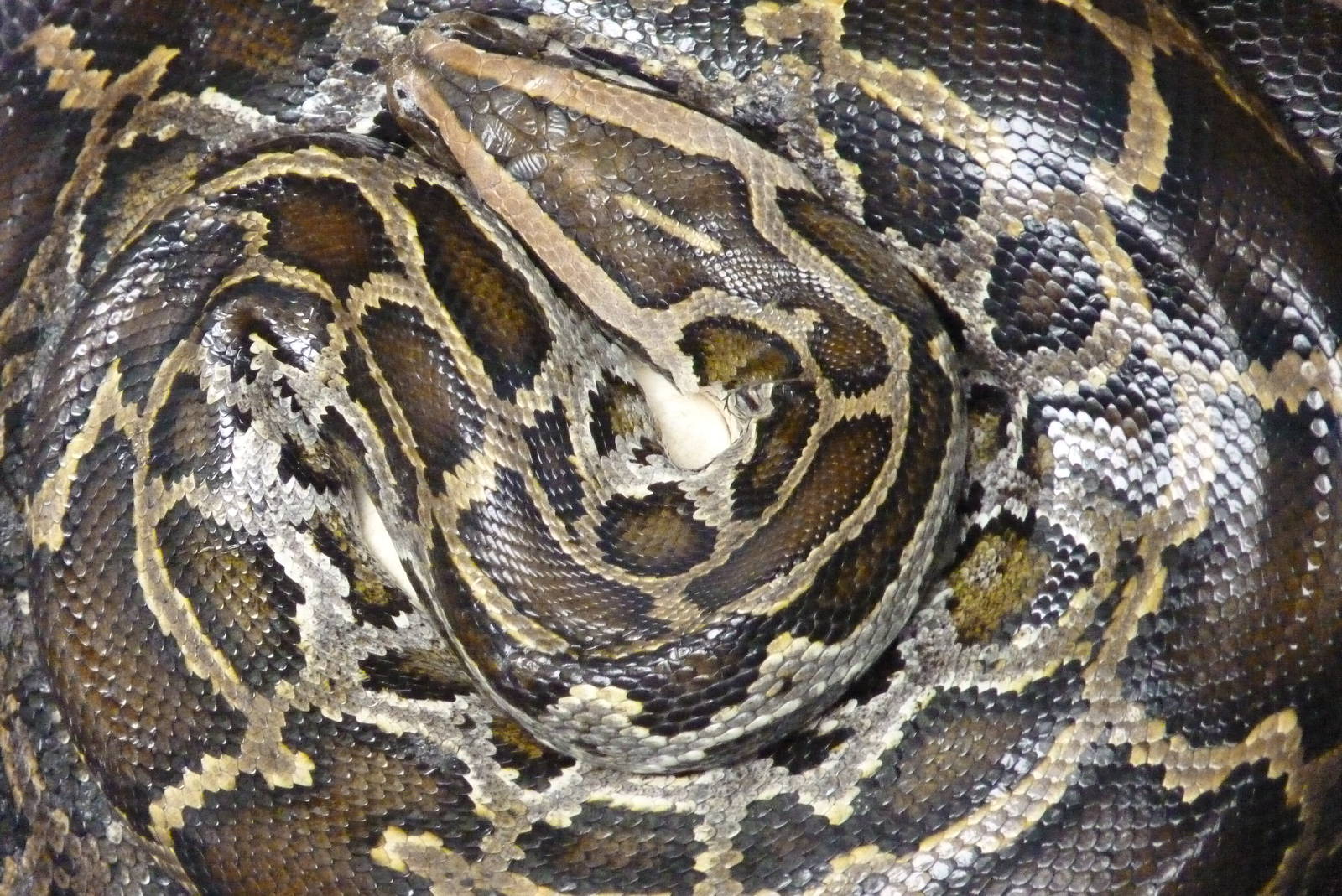 Burmese Python, April 2016