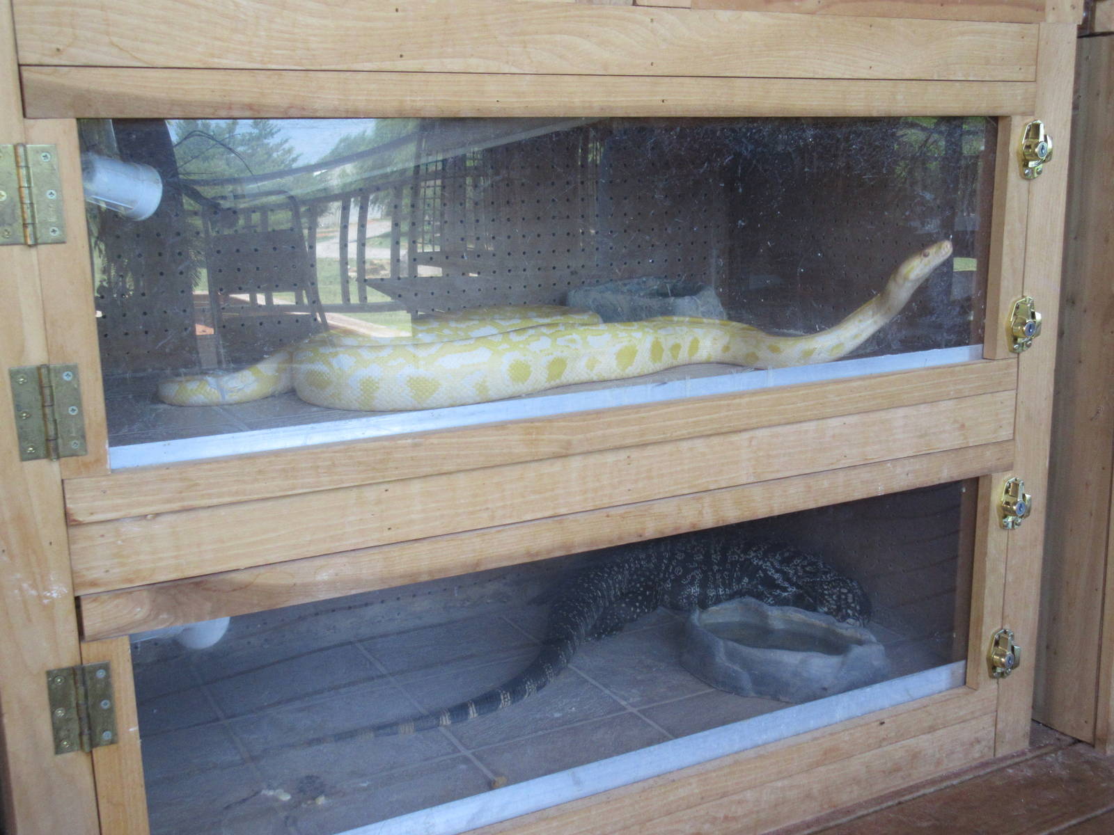 Burmese Python + Argentine Black + White Tegu Exhibits