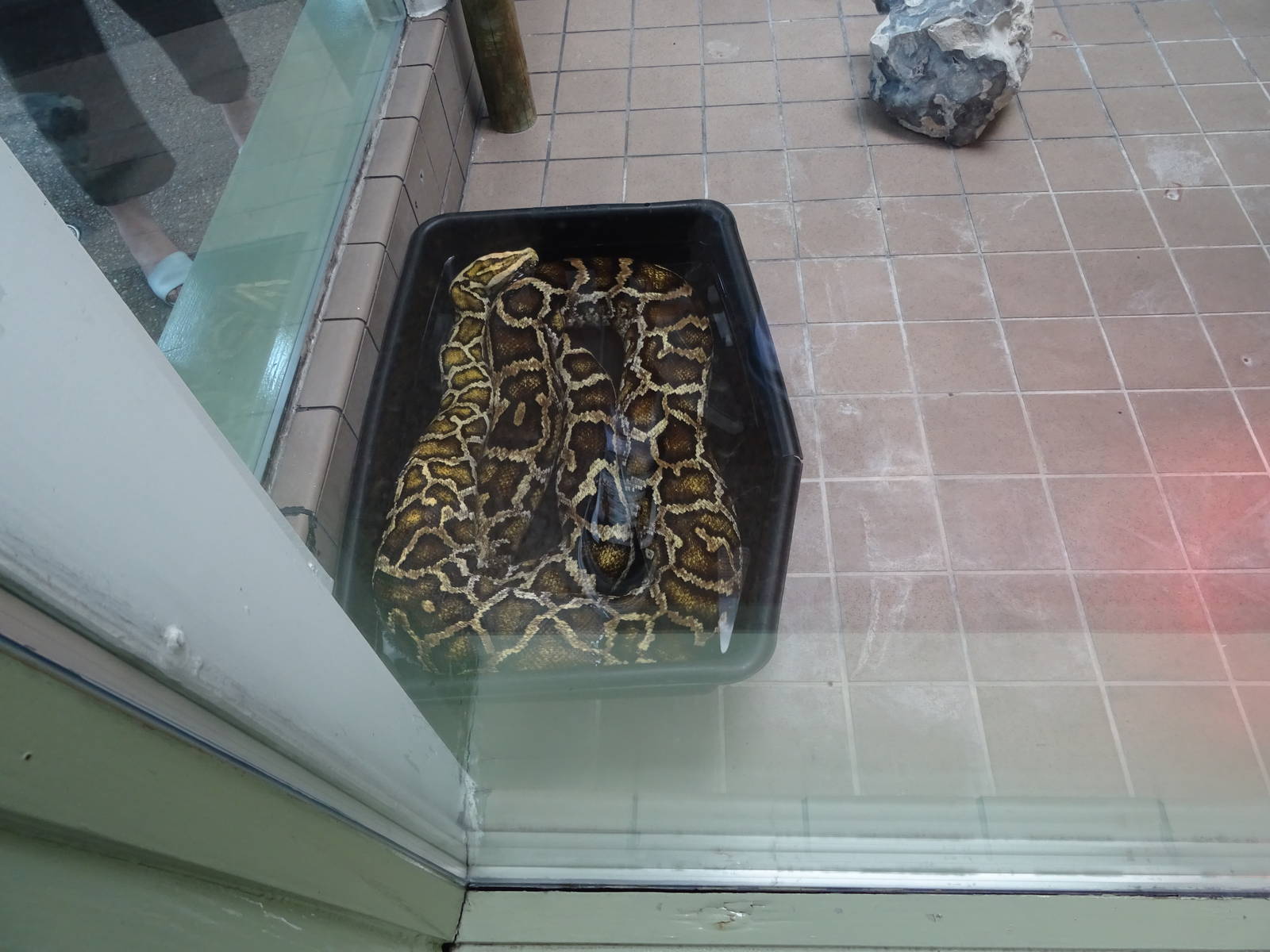 Burmese Python at Busch Gardens Tampa