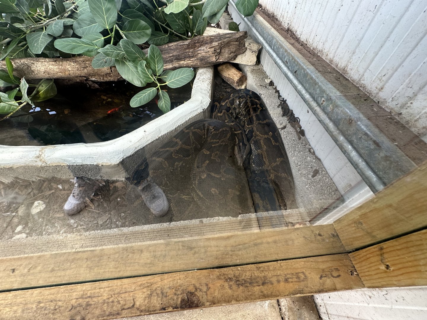 Burmese Python at Johnsons of Old Hurst (October 2023)