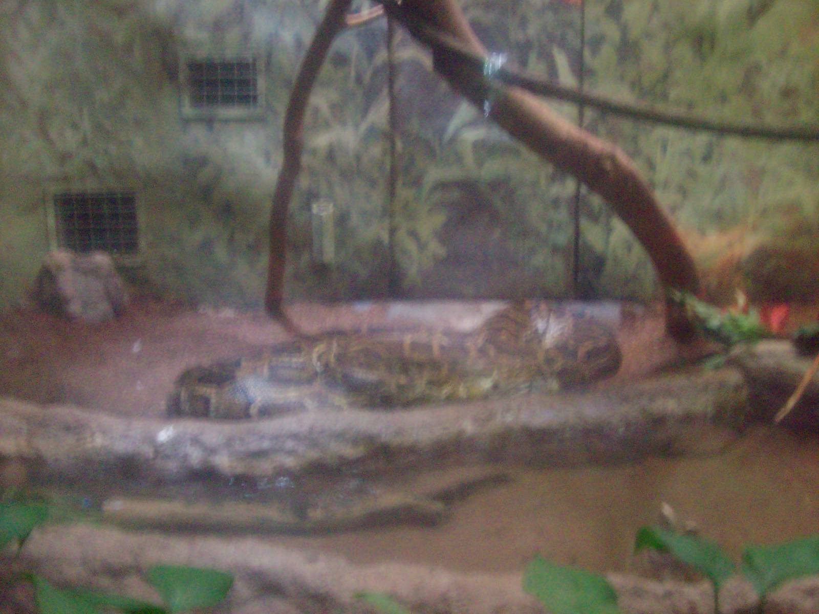 Burmese Python at Oregon Zoo