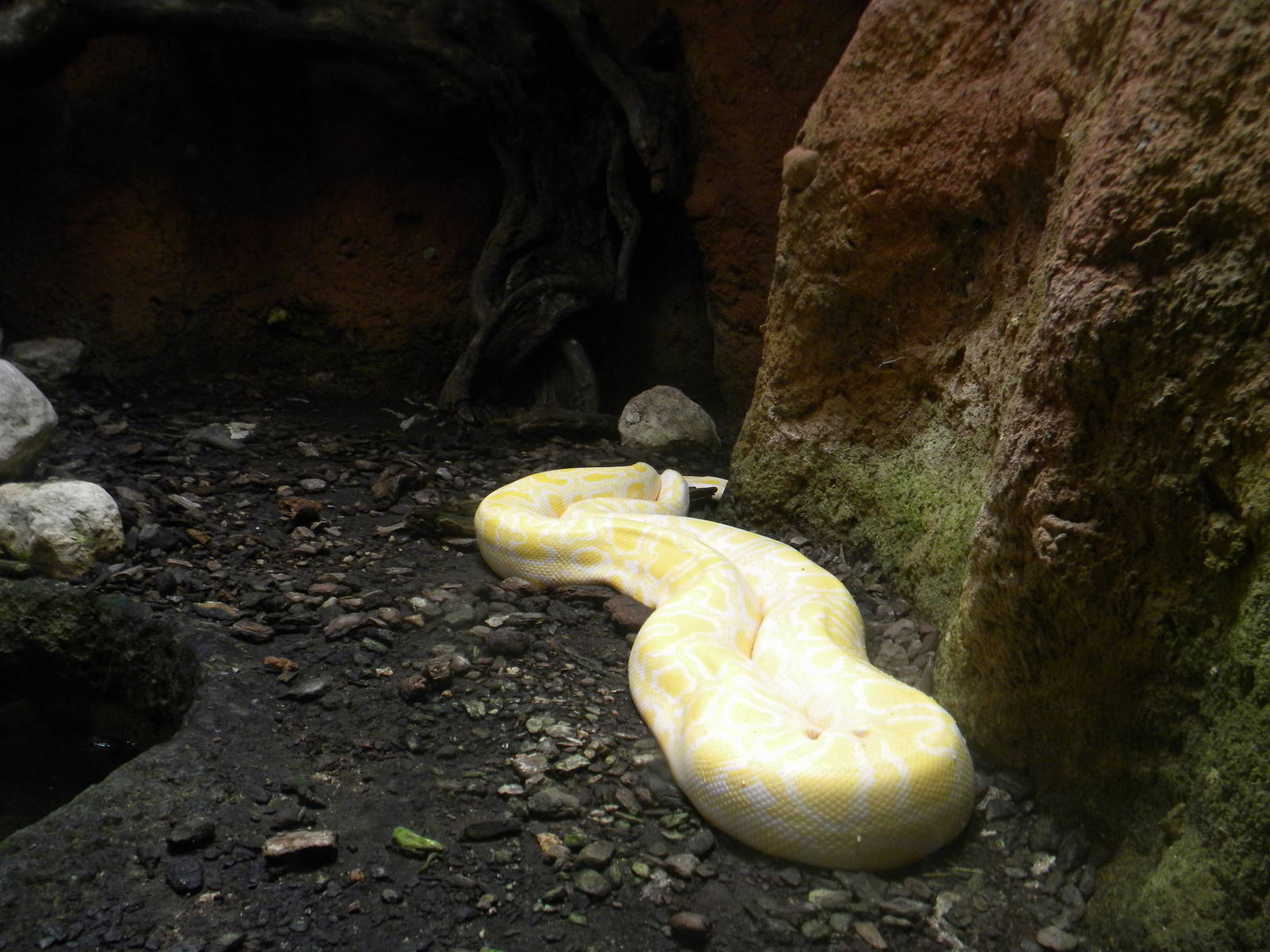 Burmese Python at Terra Natura 29/07/11