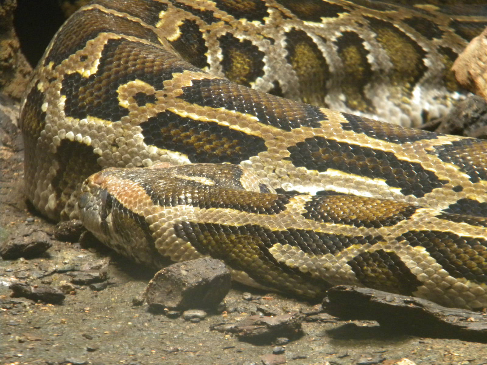 Burmese Python at Terra Natura 29/07/11