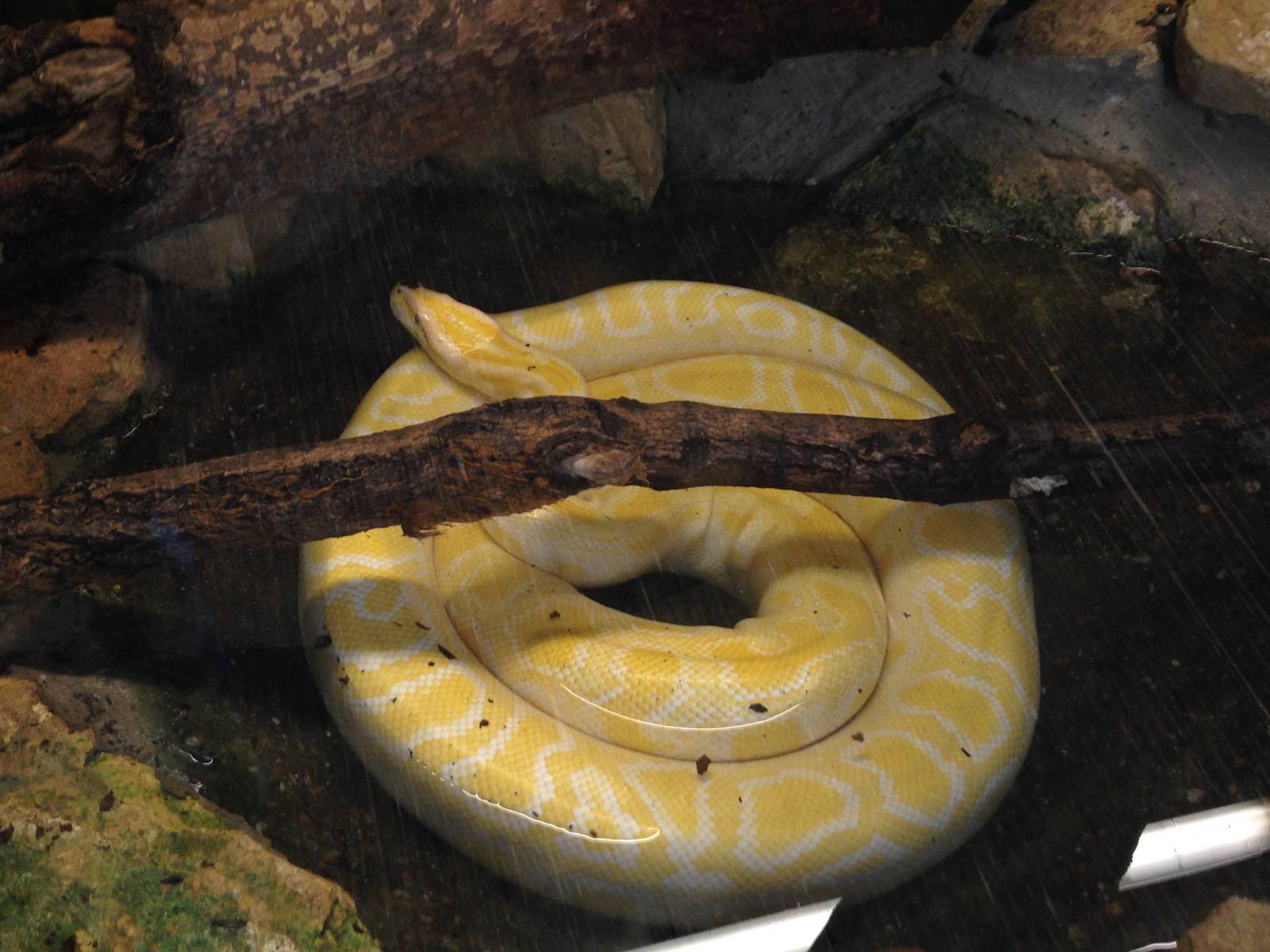 Burmese Python at Tropical World - 02/10/2013