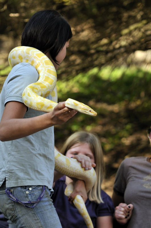 Burmese python at Twin Vally Zoo
