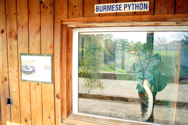 Burmese Python at Twin Vally Zoo