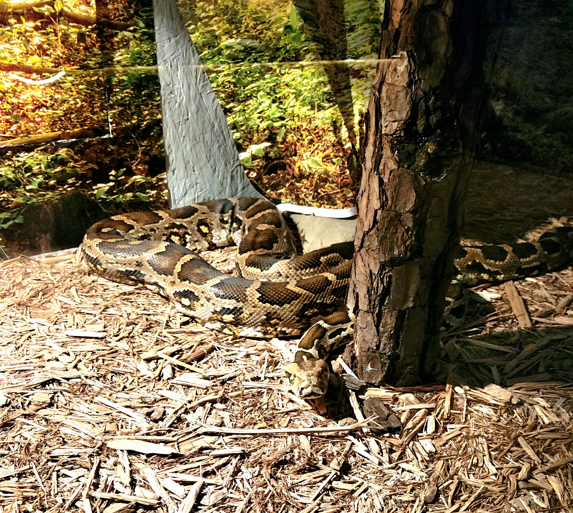 Burmese Python - Bee City Zoo - March 2025