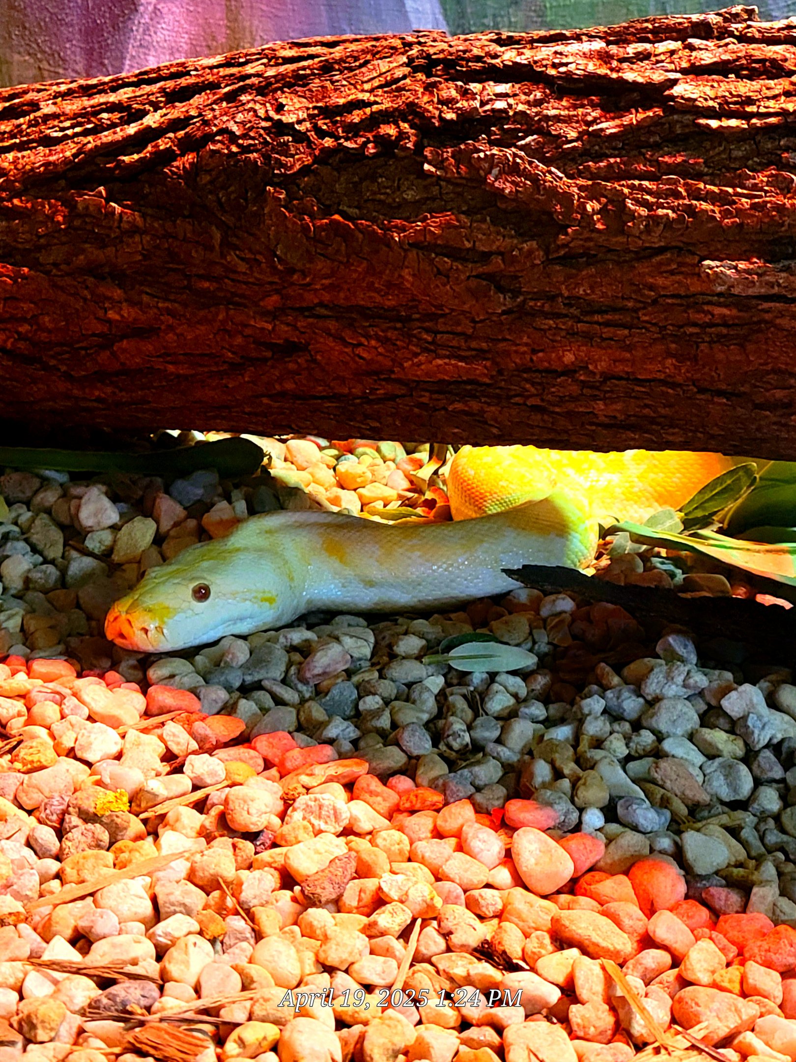 Burmese Python-Bright's Zoo