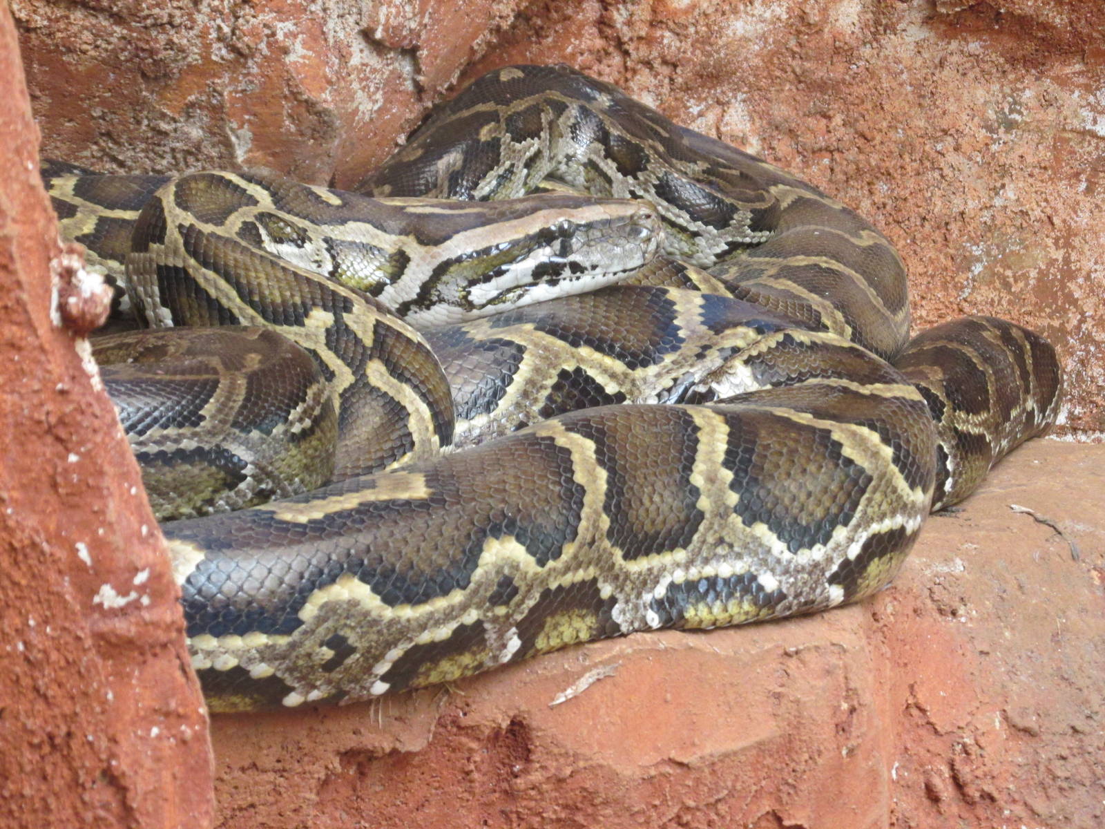 burmese python centenario zoo