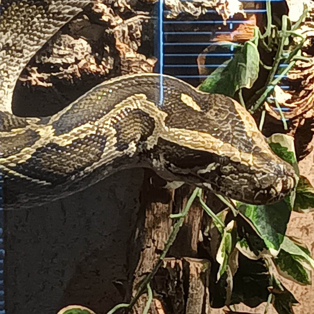 Burmese Python closeup