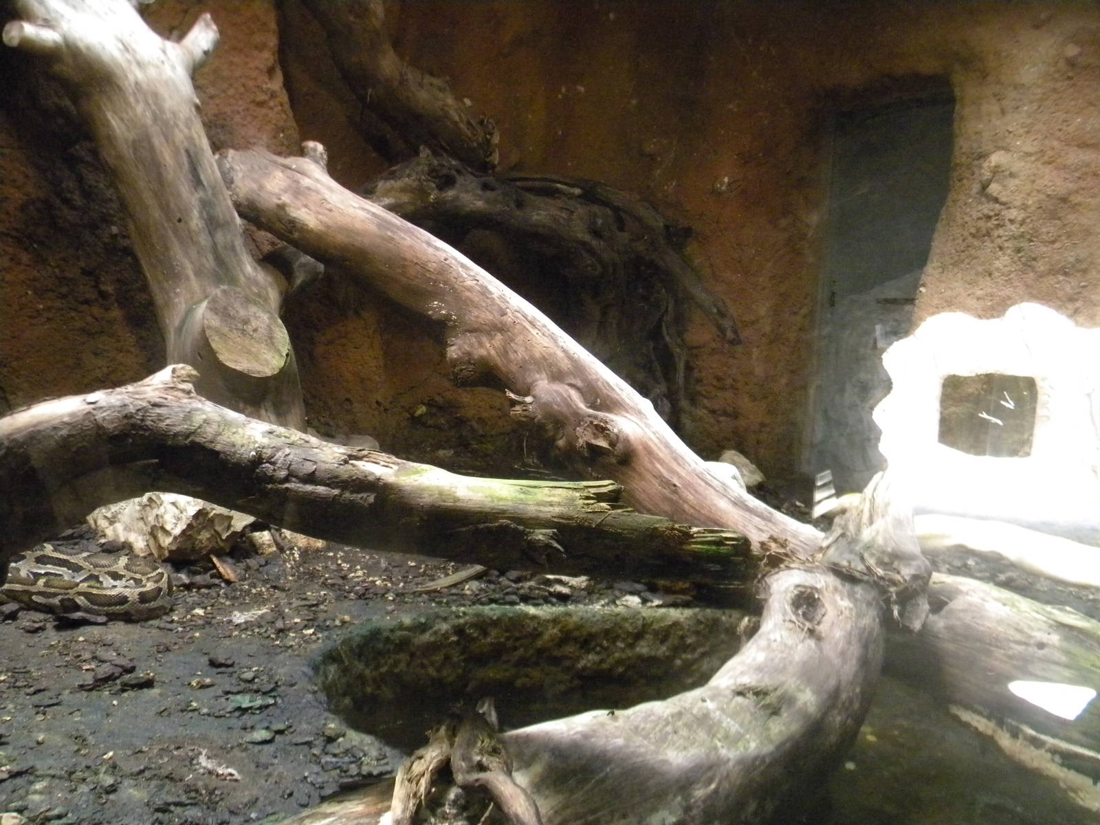 Burmese Python enclosure at Terra Natura 29/07/11