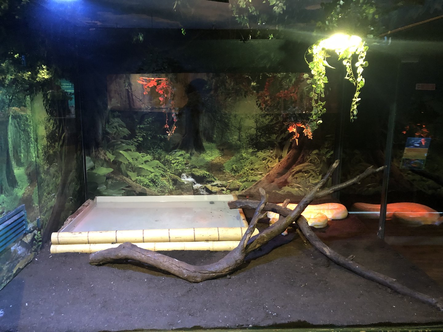 Burmese python enclosure at the Emaar aquarium
