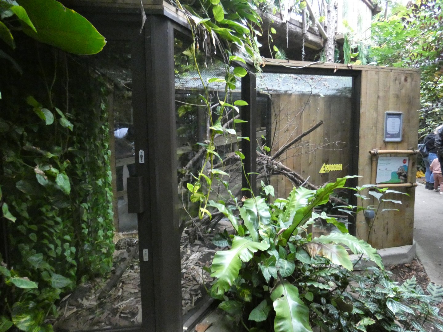 Burmese python enclosure (Plantasia Swansea)