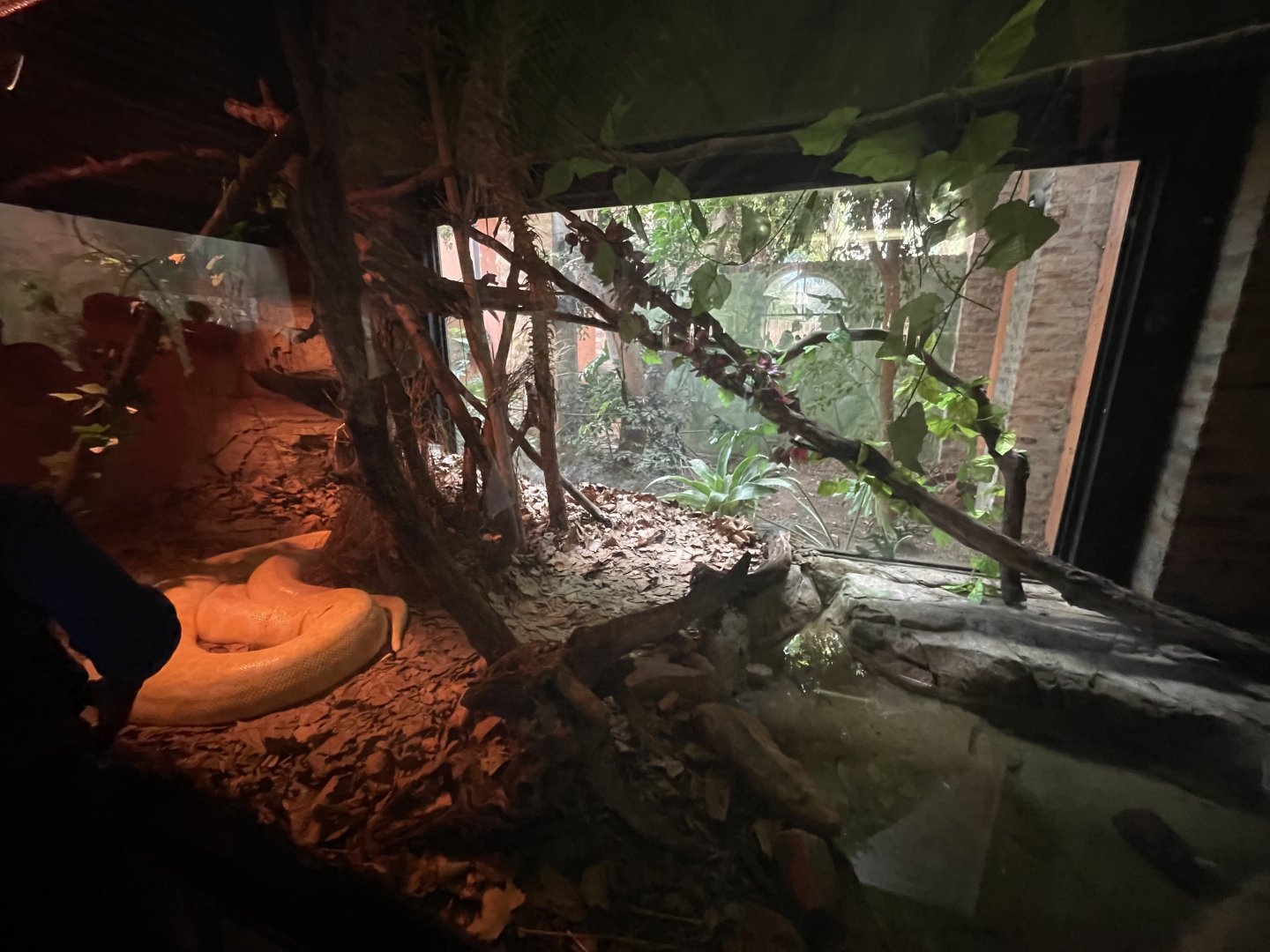 Burmese Python enclosure (Python bivittatus)