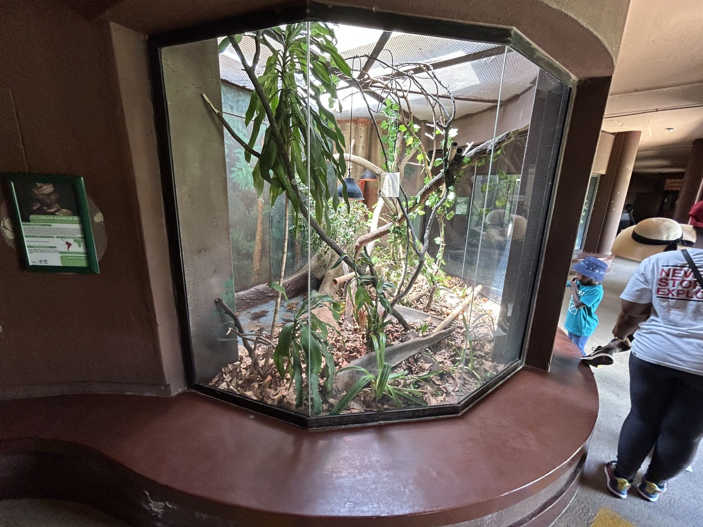 Burmese Python Enclosure (Python bivittatus)