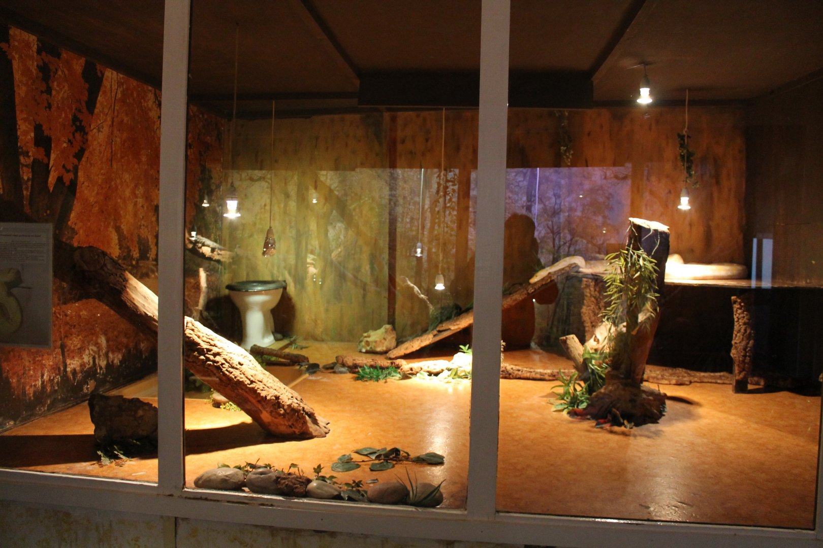 Burmese python-enclosure - with toilet