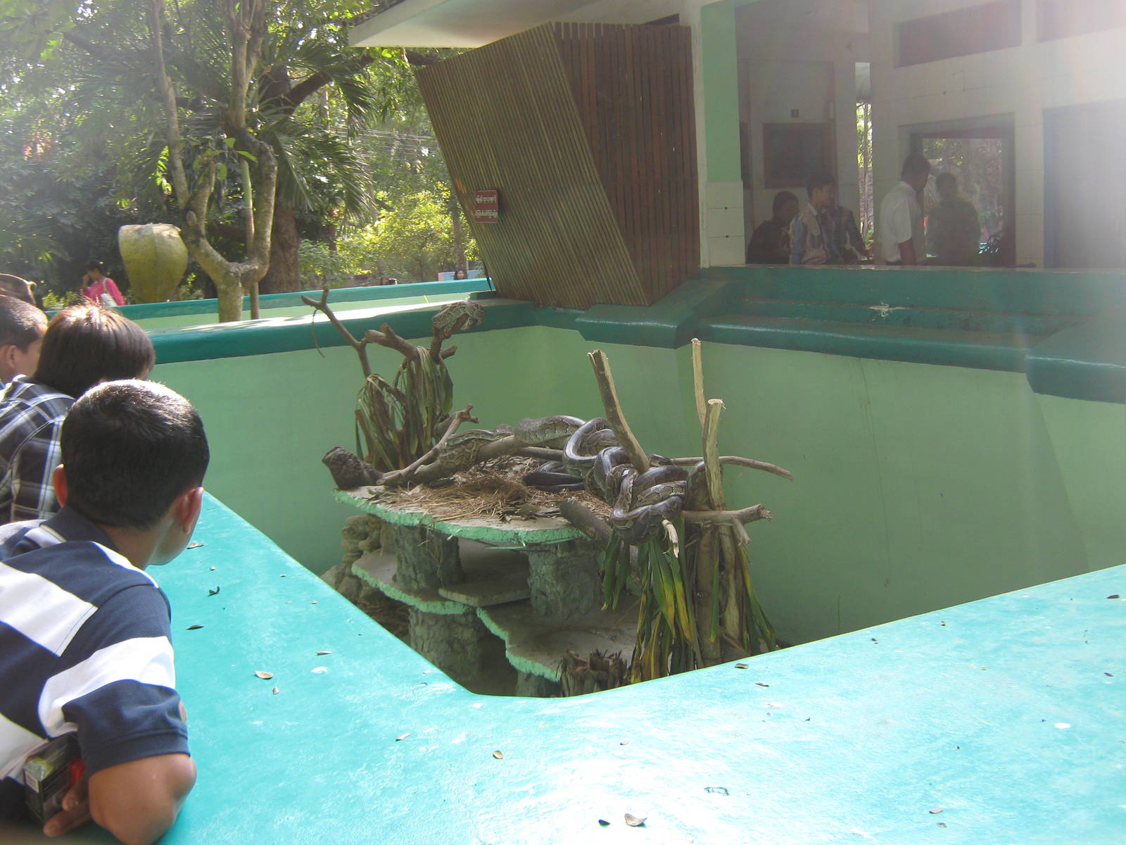 Burmese Python enclosure