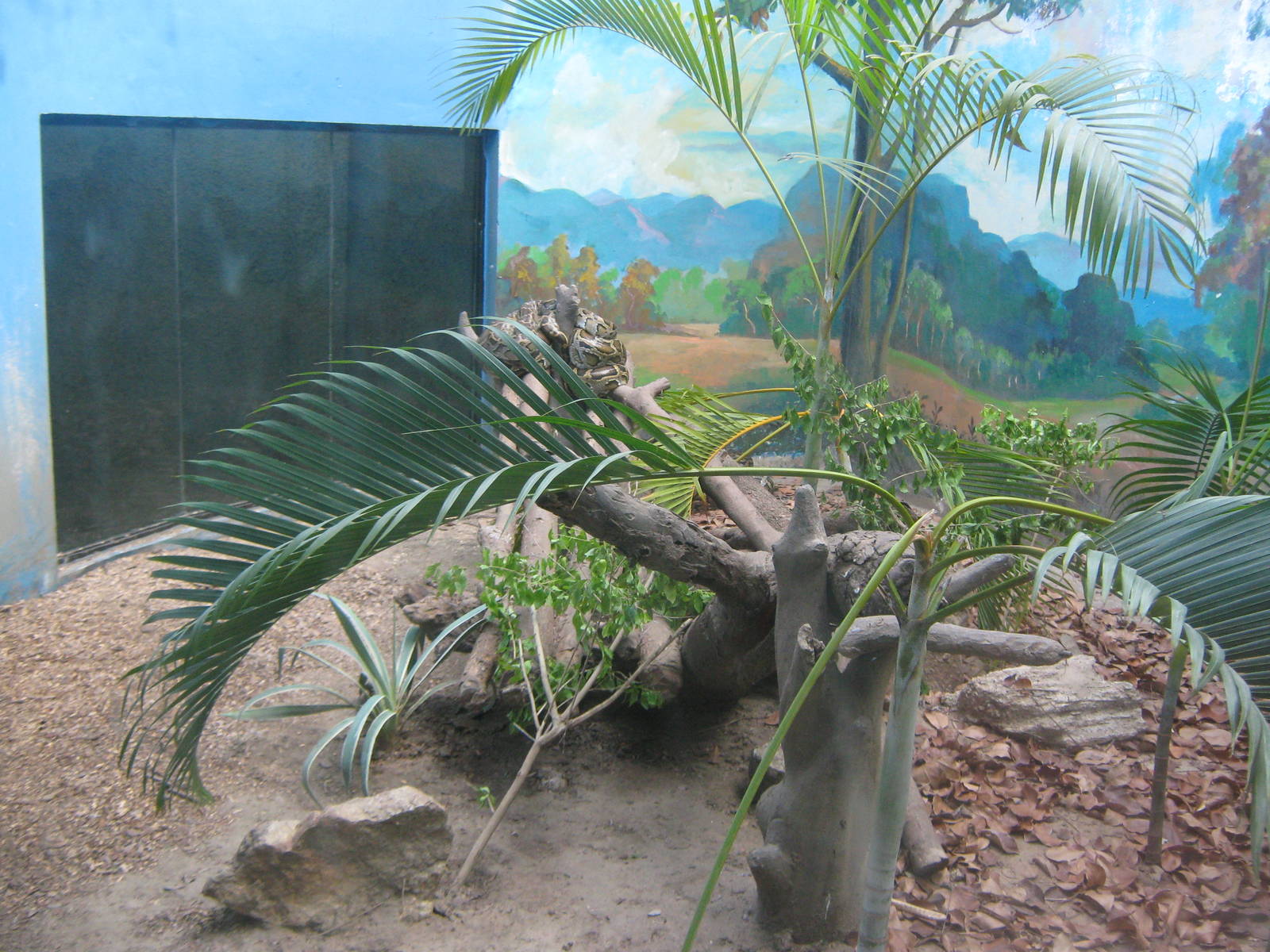 Burmese Python enclosure