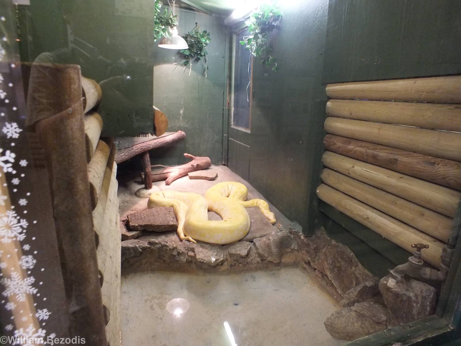 Burmese Python Enclosure