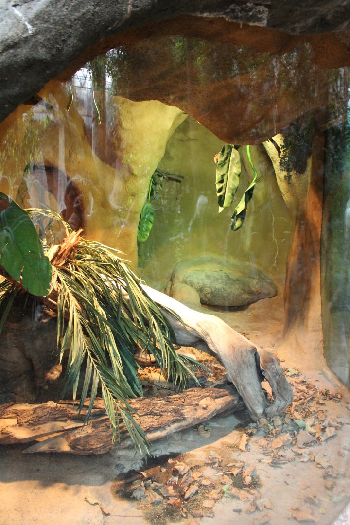 Burmese python-enclosure