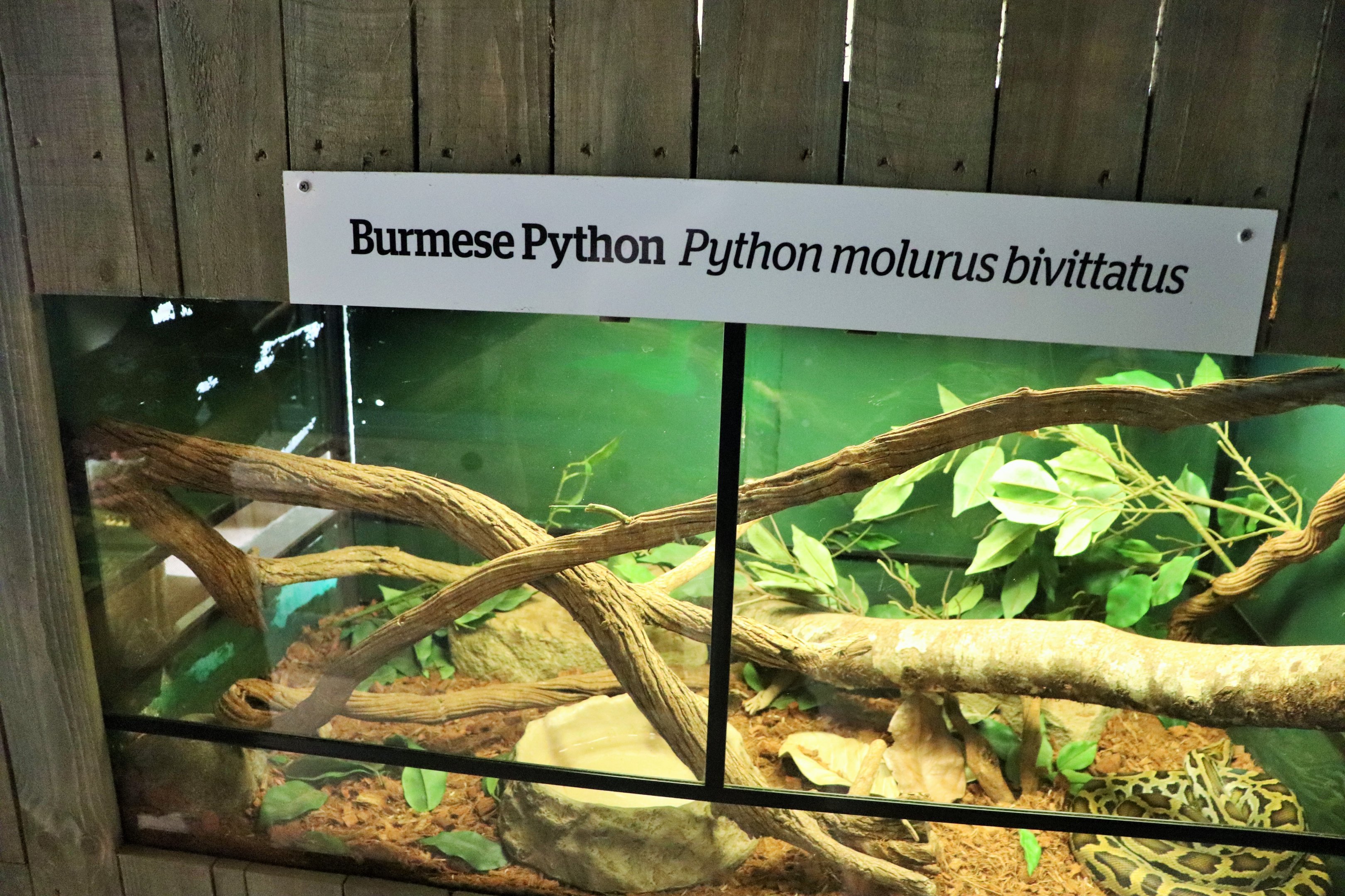 Burmese Python Enclosure