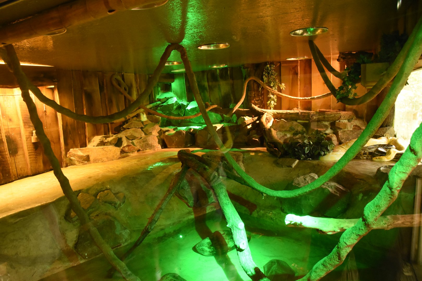 Burmese Python enclosure